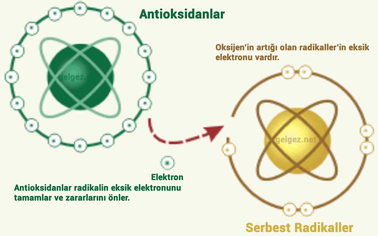 Antioksidan Nedir Antioksidanlarin Yararlari Nelerdir Serbest Radikaller Gelgez Gelgez